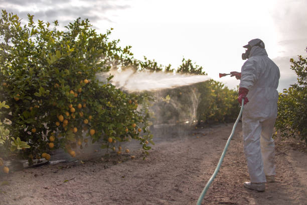 Best Bed Bug Extermination  in Ben Bolt, TX