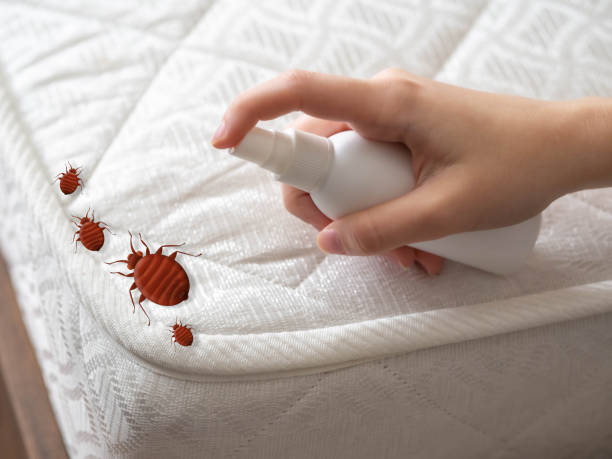 Trusted Ben Bolt, TX Pest Control Experts