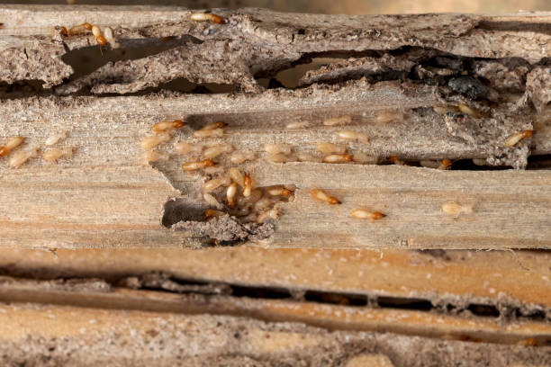 Flea Control Services in Ben Bolt, TX